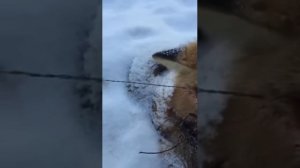 Охота петлями на лису