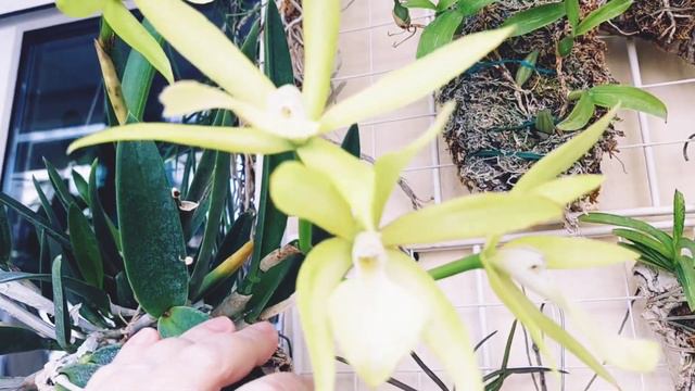 Орхидея Брассавола-Brassavola Jiminey Cricket(digbyana×nodosa)Цветение🥰Ссылки под видео👇