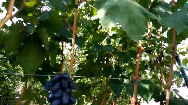 ВИНОГРАД РЕМБО . ГРОЗДИ НА ВЕСАХ . смотреть онлайн