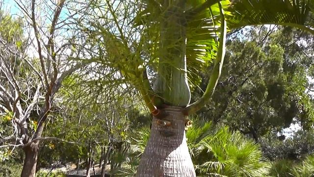 Hyophorbe lagenicaulis (Bottle Palm) смотреть онлайн