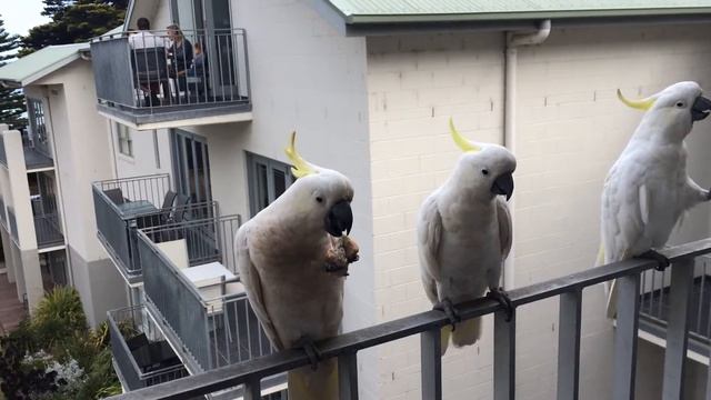 Австралия на велосипеде. Ланч с попугаями. Мясо!!! смотреть онлайн