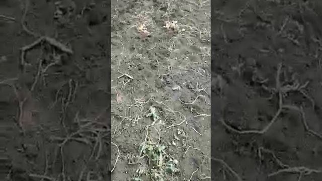 Последние дни уборки картофеля. смотреть онлайн