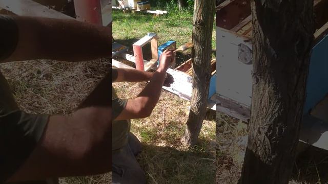 Ну и кто сказал что пчелы не ручные создания? смотреть онлайн