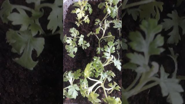 Початок черенкування хризантеми! Навіщо так рано? смотреть онлайн