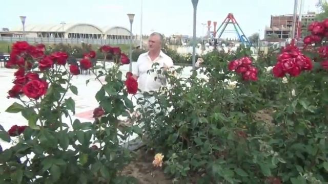 Полевый цветы Ярослав Семенов смотреть онлайн