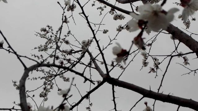 Цветение абрикоса "Саратовский рубин", 8 мая 2021 года смотреть онлайн