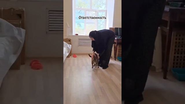 Чему Учат Домашние Животные? Кошки Задонского монастыря. смотреть онлайн