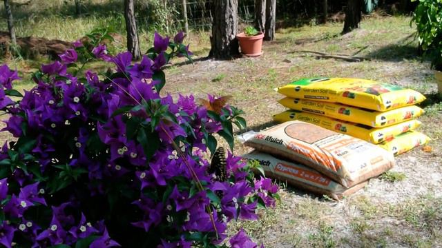 Butterflies love this purple Zone 9b Bougainvillea смотреть онлайн