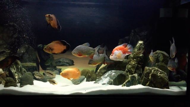 Пираньи Красный Паку смотреть онлайн