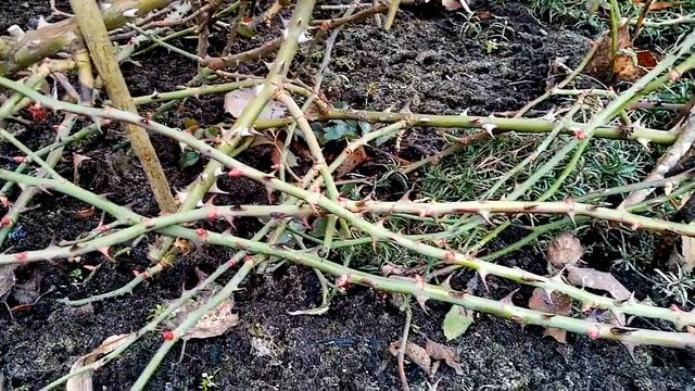 Как перезимовали мои розы