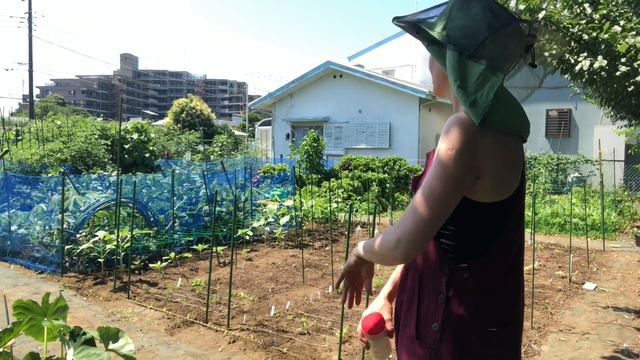 Pinching out my sunflowers, zinnia & cosmos to encourage more flowers to bloom on the allotment смотреть онлайн