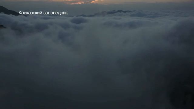 Кавказский заповедник. смотреть онлайн