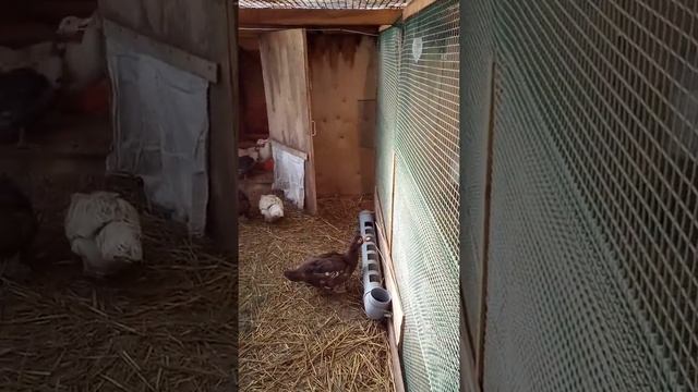 Устройство утятника для зимы смотреть онлайн