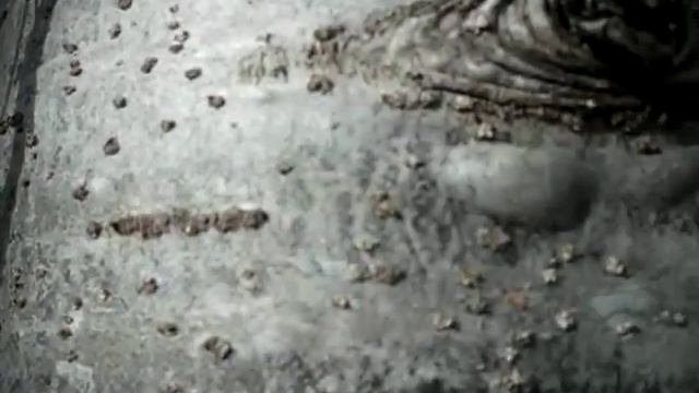 Живица, как собирать смотреть онлайн