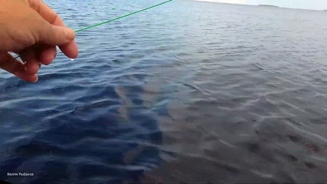 Рыбалка нахлыстом, озёрный хариус. Онежское озеро. смотреть онлайн