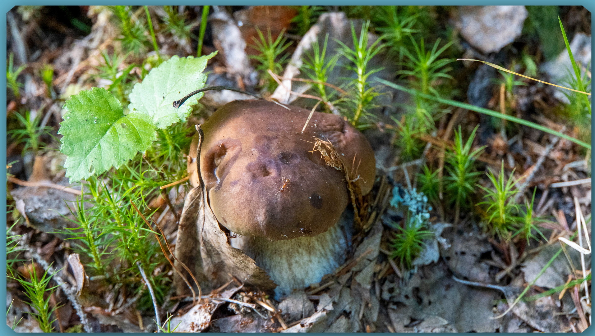 Поход в лес за грибами. Июль 2022. смотреть онлайн
