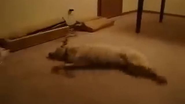 Страшный сон собаки смотреть онлайн