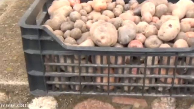Eksperimentas: bulvių auginimas iš sėklų (elito bulvės) смотреть онлайн