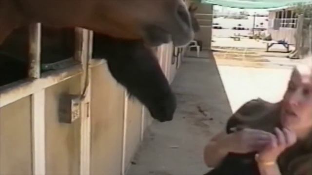 Лошадь убила женщину смотреть онлайн