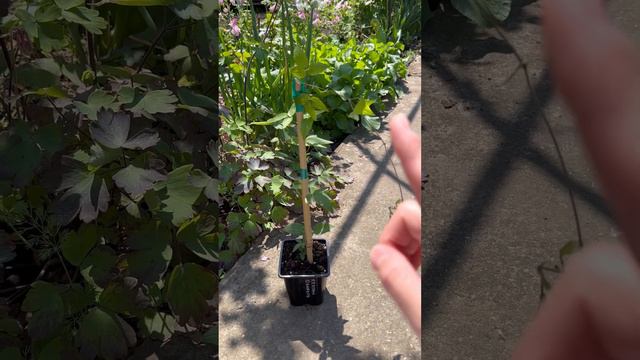 Клематис Кэтлин Дэнфорд смотреть онлайн