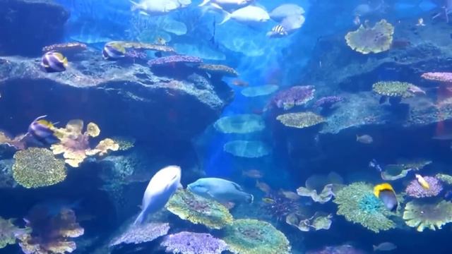 Nhạc Không Lời Hay Nhất Sự Nghiệp Của Ns Vang Danh, Hòa Tấu Guitar Saxophone Chuyên Nghiệp