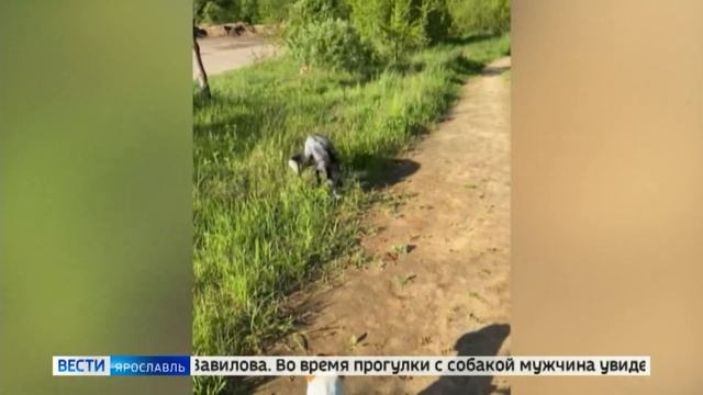 Во время прогулки ярославец встретил чернобурую лису смотреть онлайн