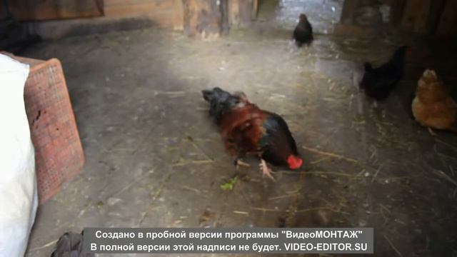 Индюшата, петух Борька, ласточка и Сигизмунда. смотреть онлайн