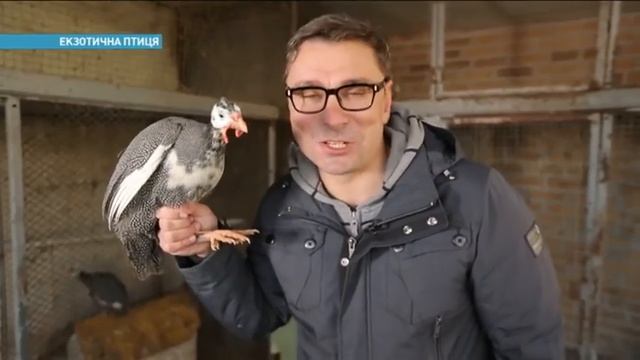 Где в Украине выращивают цесарок | Ранок з Україною смотреть онлайн