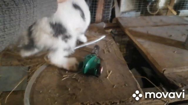 Смена крови. Новое пополнение Немецкий пестрый великан. Строкач. смотреть онлайн