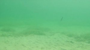 Воблер Арк Минноу Страйк про,  Strike Pro Arc Minnow воблеры для ловли щуки и окуня на спиннинг