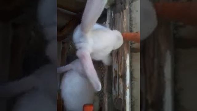 смесь калифорнийских и новозеландских кроликов смотреть онлайн