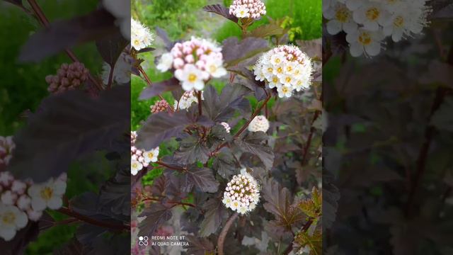 Вспоминая весну, лето 2021.Мои цветы. Цветы моего сада. Красивые цветы. My flowers. Minhas flores. смотреть онлайн