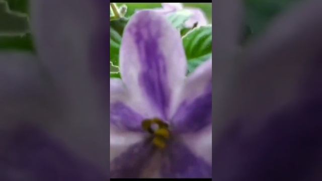 ХИМЕРА DS- ЛАВАНДОВАЯ СКАЗКА смотреть онлайн