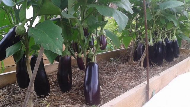 Баклажаны сорта Алмаз смотреть онлайн