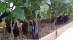 Баклажаны сорта Алмаз