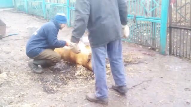 РЕЖЕМ СВИНЬЮ. Сорт - Russisches Schwein 0/ Самая быстрая разделка свиной туши (Timelapse) смотреть онлайн