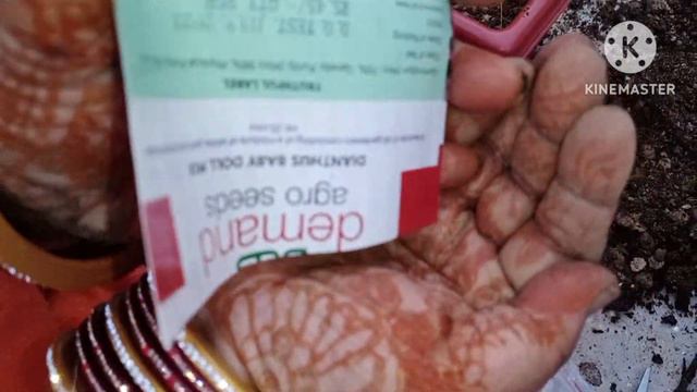 How To Make Soil Mixture And Germinate Seeds Or Repotting 🌴