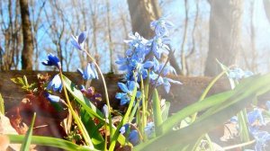 Футаж. Весенние цветы