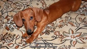 Кроличья такса (длинношерстная): описание породы