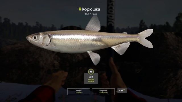 РР4 ЛАДОЖСКОЕ КОРЮШКА ТРОФЕЙ / РУССКАЯ РЫБАЛКА 4 ЛАДОГА КОРЮШКА / RUSSIAN FISHING 4 LADOGA SMELT смотреть онлайн