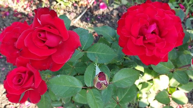 Rose Grande Amore, 2023 смотреть онлайн