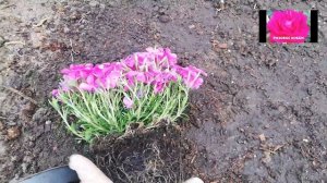 ФЛОКС ШИЛОВИДНЫЙ. ПОСАДКА