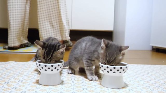 ごはんを食べてる子猫達の背後に忍び寄る白い影、この後どうなる？【赤ちゃん猫　保護猫】 смотреть онлайн