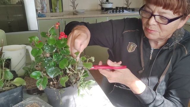 Весна. Пора черенковать, а заодно поговорим про дела насущные. смотреть онлайн
