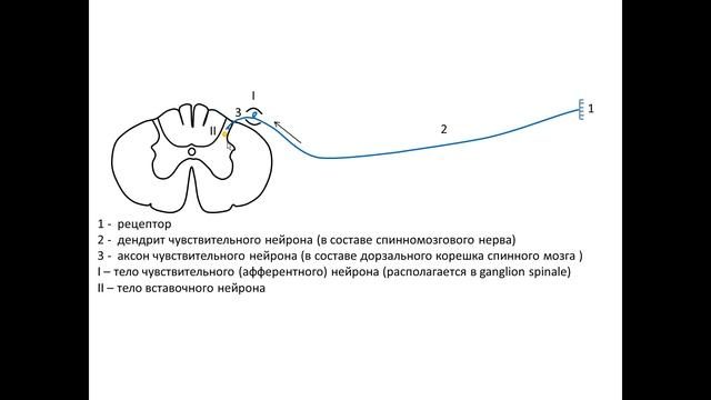Рефлекторная дуга (лекция по анатомии для студентов 26.03.2020) смотреть онлайн