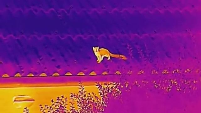 Beech or stone marten filmed with Hikmicro OWl OH35 thermal camera смотреть онлайн