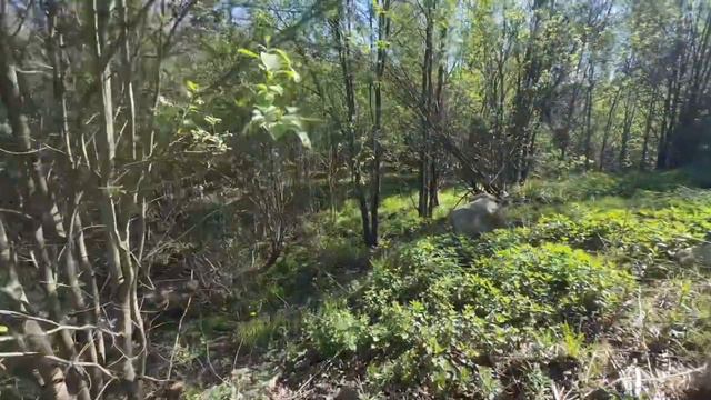 10 соток у Озера, 15 мин от СПб, шоссе смотреть онлайн