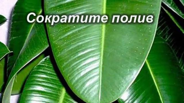 Правильная подготовка комнатных растений к зимовке. смотреть онлайн