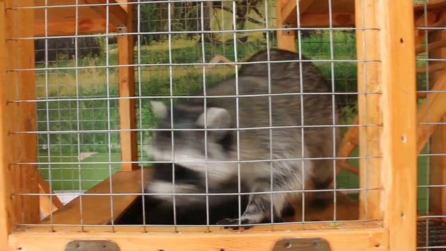 Ручной зоопарк. Пенза, Московская, 37, Высшая лига, 1-й эт. Тел. 8 (960) 320-22-02 смотреть онлайн