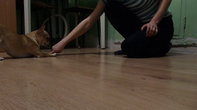 Команды для собак Грейси